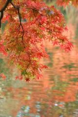momiji-1