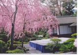 seiryuen-1