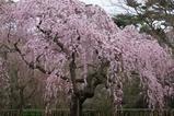 桜1