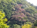高山寺3