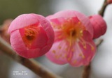 紅梅3