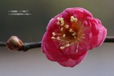 紅梅