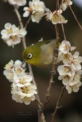 梅にメジロ