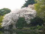 御苑2011－4