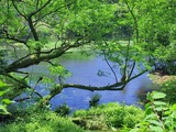 柿田川4