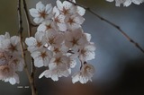 桜1