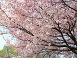 善福寺2011－4