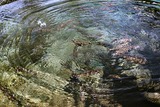 忍野八海1