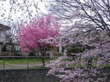 sakura  2011-2