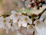 桜-4