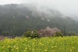 大原1