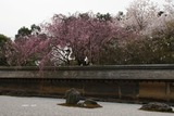 桜9
