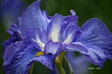 花菖蒲2舟遊