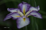 花菖蒲4長生殿