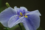 花菖蒲3深海の色