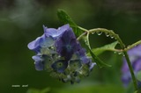 紫陽花3