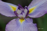花菖蒲1