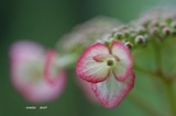 紫陽花1