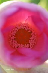 蓮の花
