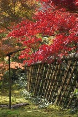 koetsuji-1