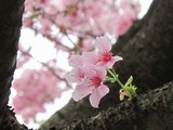 台湾桜2012-3-3
