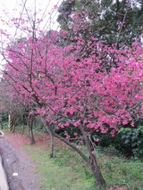 台湾山桜 3-s