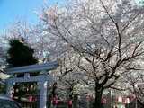 染井稲荷2