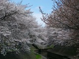 善福寺2012-4-2
