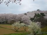 長瀞桜１