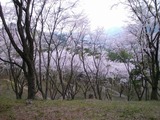 長瀞桜４