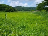 飯舘村
