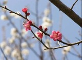 紅梅2