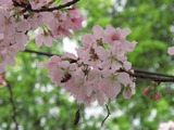 台湾桜2012-3-2