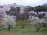 長瀞桜２