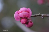 紅梅4