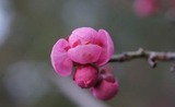 紅梅6s