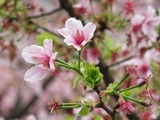 台湾桜2012-3-1