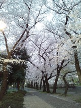 善福寺2014-14
