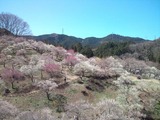 yoshino-ume4