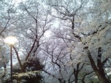 善福寺2014-13