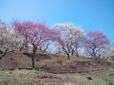 yoshino-ume5