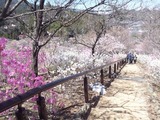 yoshino-ume3