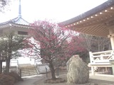 豪徳寺 1