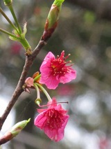 台湾山桜１-s